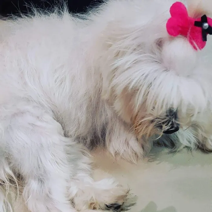 Cachorro raça Maltês  idade 2 anos nome Nina