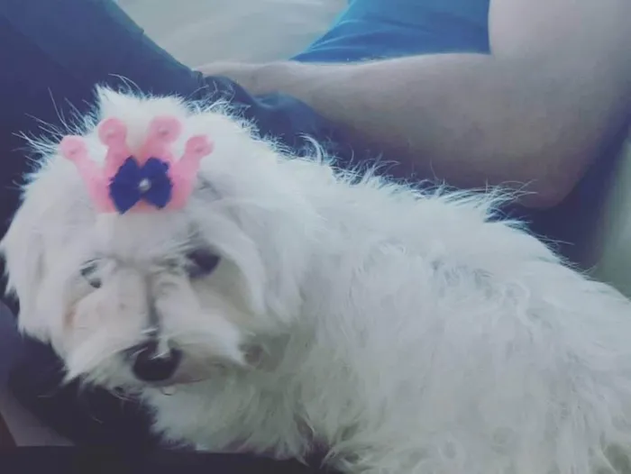 Cachorro raça Maltês  idade 2 anos nome Nina