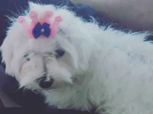 Cachorro raça Maltês  idade 2 anos nome Nina