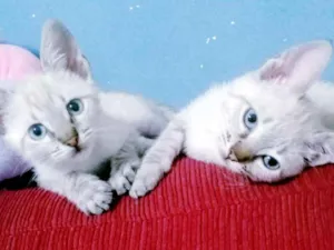 Gato raça SRD idade 2 a 6 meses nome SANDY E JR FLOQUINHO