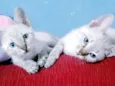 SANDY E JR FLOQUINHO
