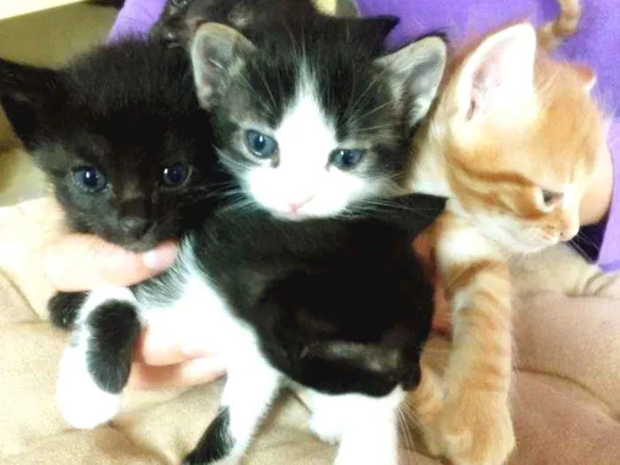 Gato ra a SRD idade 2 a 6 meses nome 4 GATINHOS DO BIXIGA