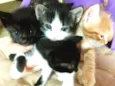 4 GATINHOS DO BIXIGA