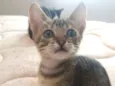Ninhada gatinhos