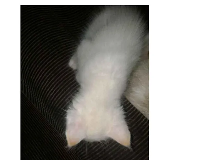 Gato raça Não sei idade Abaixo de 2 meses nome Richard