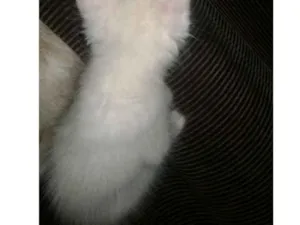 Gato raça Não sei idade Abaixo de 2 meses nome Richard