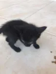 Gatinhos