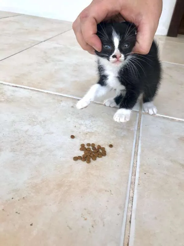 Gato ra a Frajolas e Pretos idade Abaixo de 2 meses nome Gatinhos