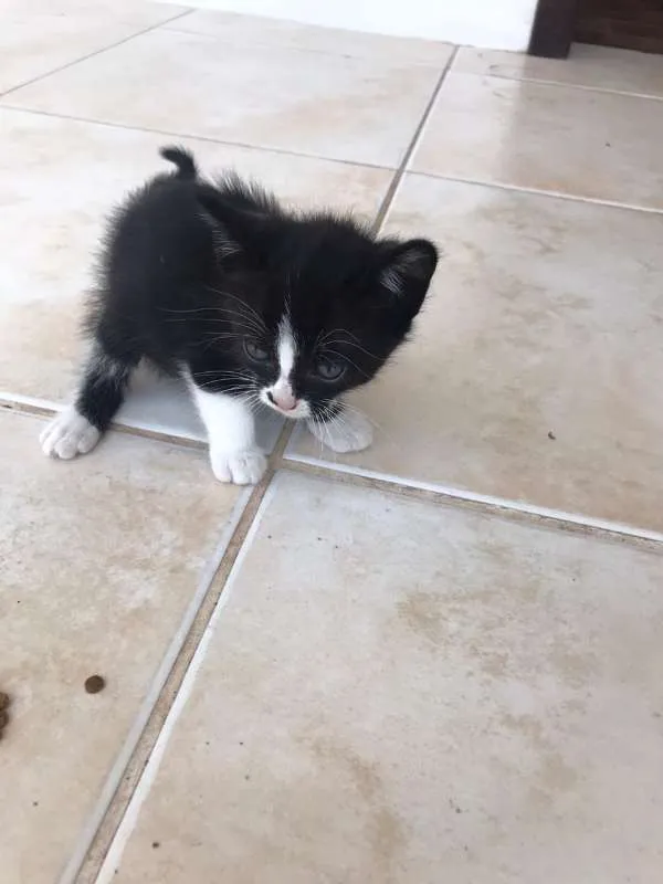 Gato ra a Frajolas e Pretos idade Abaixo de 2 meses nome Gatinhos