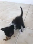 Gatinhos
