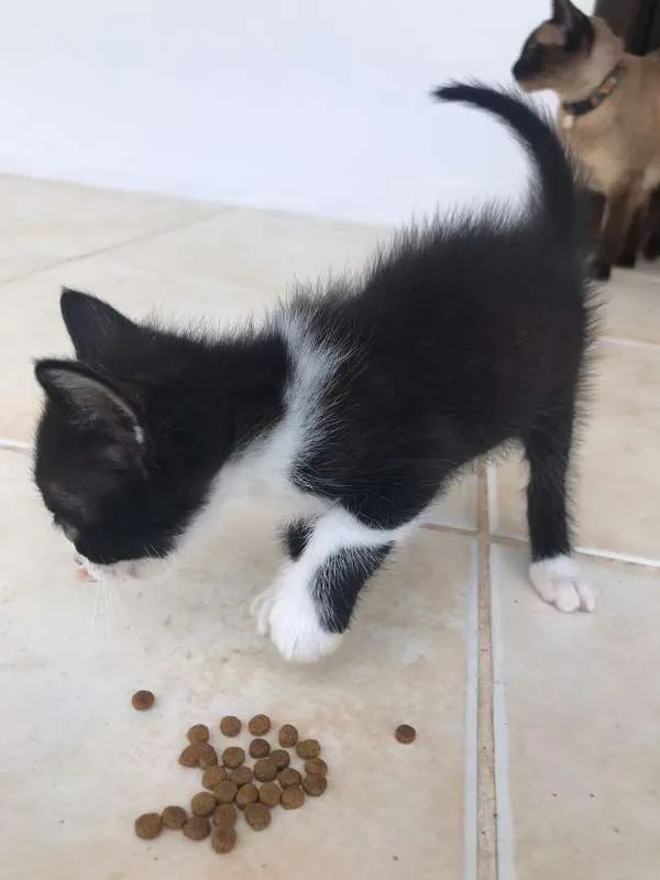 Gato ra a Frajolas e Pretos idade Abaixo de 2 meses nome Gatinhos