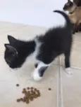 Gatinhos