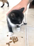 Gatinhos