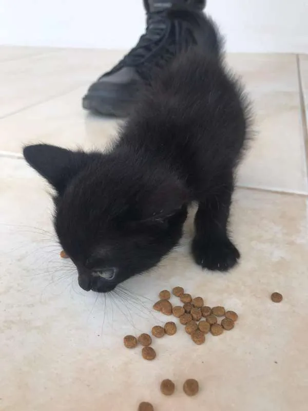 Gato ra a Frajolas e Pretos idade Abaixo de 2 meses nome Gatinhos