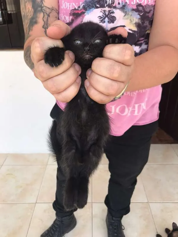 Gato ra a Frajolas e Pretos idade Abaixo de 2 meses nome Gatinhos