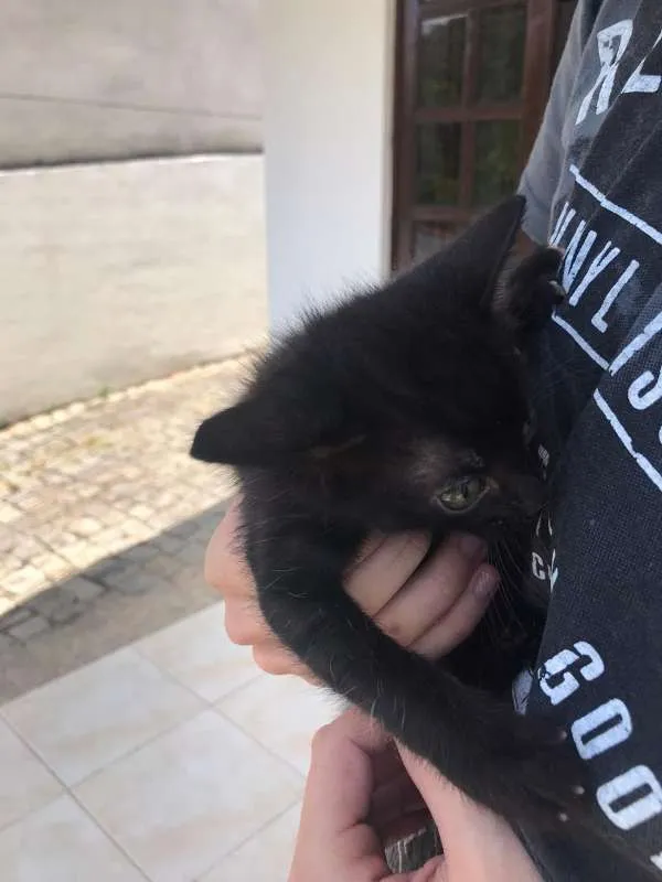 Gato ra a Frajolas e Pretos idade Abaixo de 2 meses nome Gatinhos