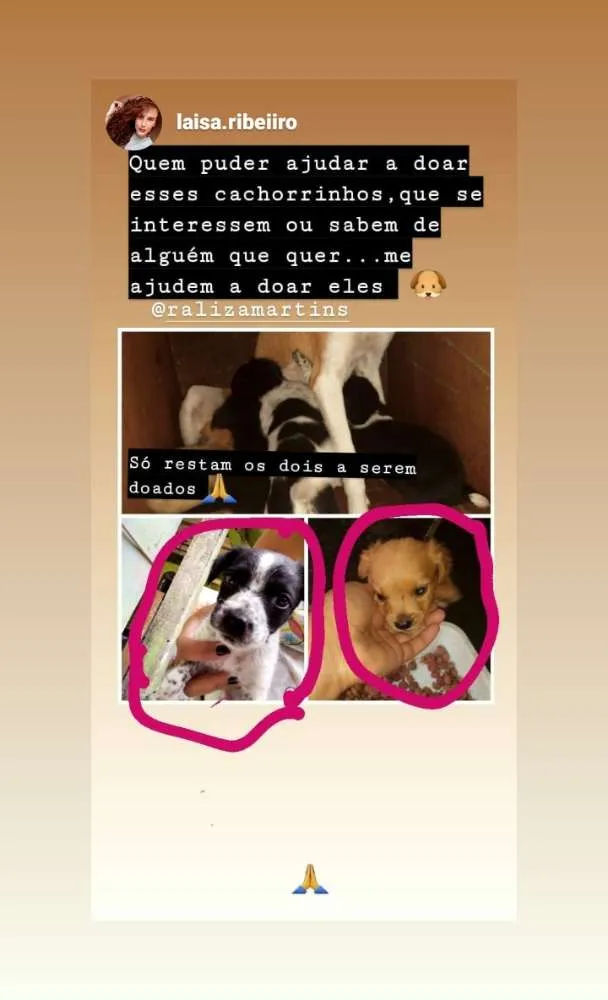 Cachorro ra a Bace com vira lata idade Abaixo de 2 meses nome Não pus