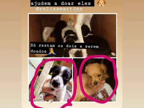 Cachorro ra a Bace com vira lata idade Abaixo de 2 meses nome Não pus