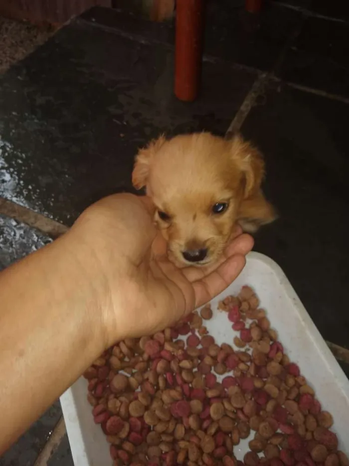 Cachorro ra a Bace com vira lata idade Abaixo de 2 meses nome Não pus