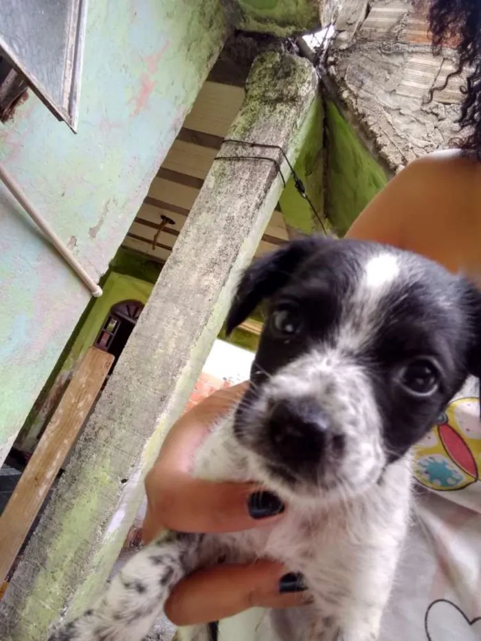 Cachorro ra a Bace com vira lata idade Abaixo de 2 meses nome Não pus