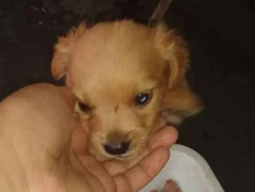 Cachorro ra a Bace com vira lata idade Abaixo de 2 meses nome Não pus