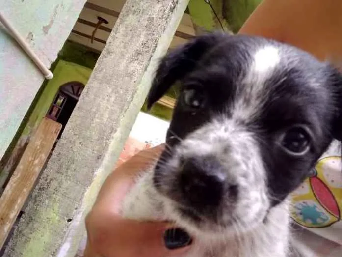 Cachorro ra a Bace com vira lata idade Abaixo de 2 meses nome Não pus