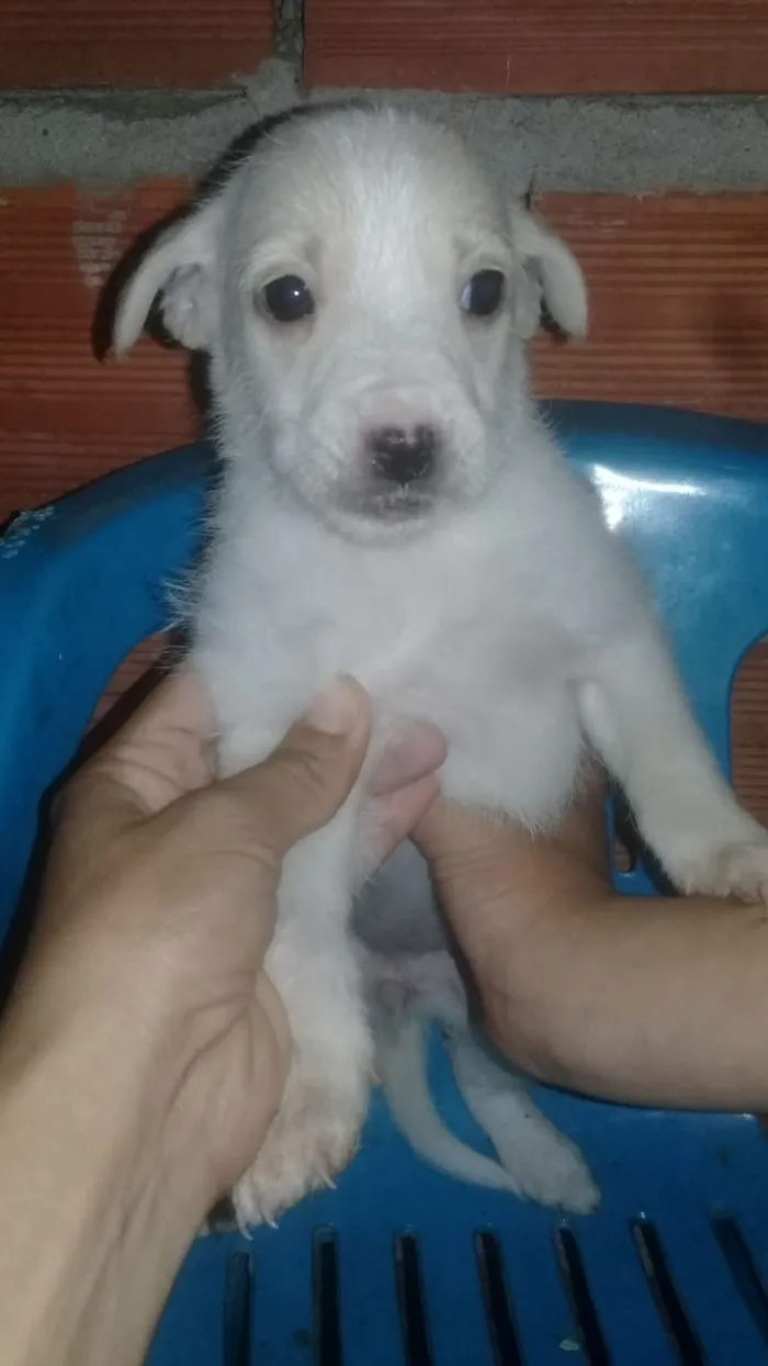 Cachorro ra a vira lata idade Abaixo de 2 meses nome sem