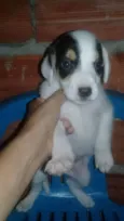 sem
