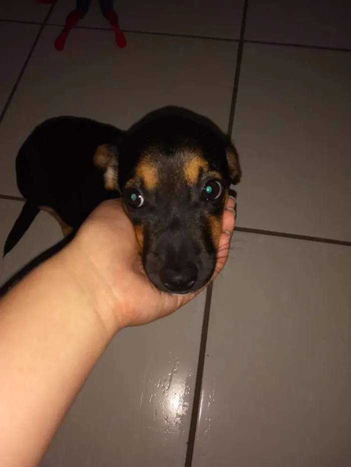 Cachorro ra a Mestiço idade 2 a 6 meses nome Amendoim