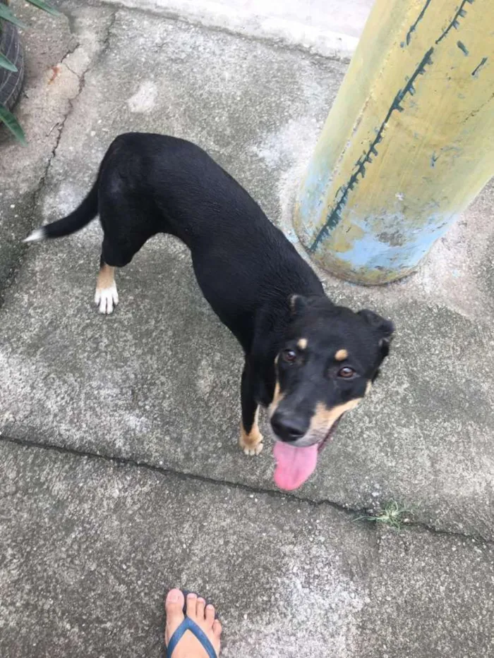 Cachorro ra a Vira lata idade 2 a 6 meses nome Morgana