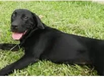 Cachorro ra a Labrador idade 1 ano nome Max
