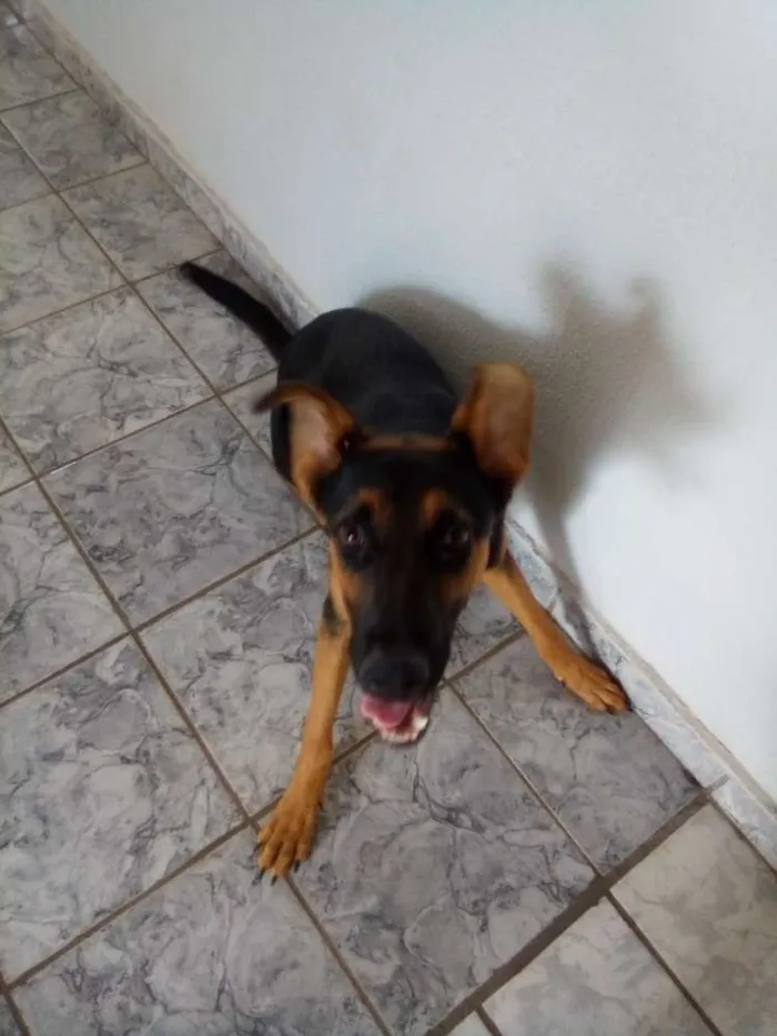 Cachorro ra a Pastor alemão e vira lata idade 7 a 11 meses nome Shakira