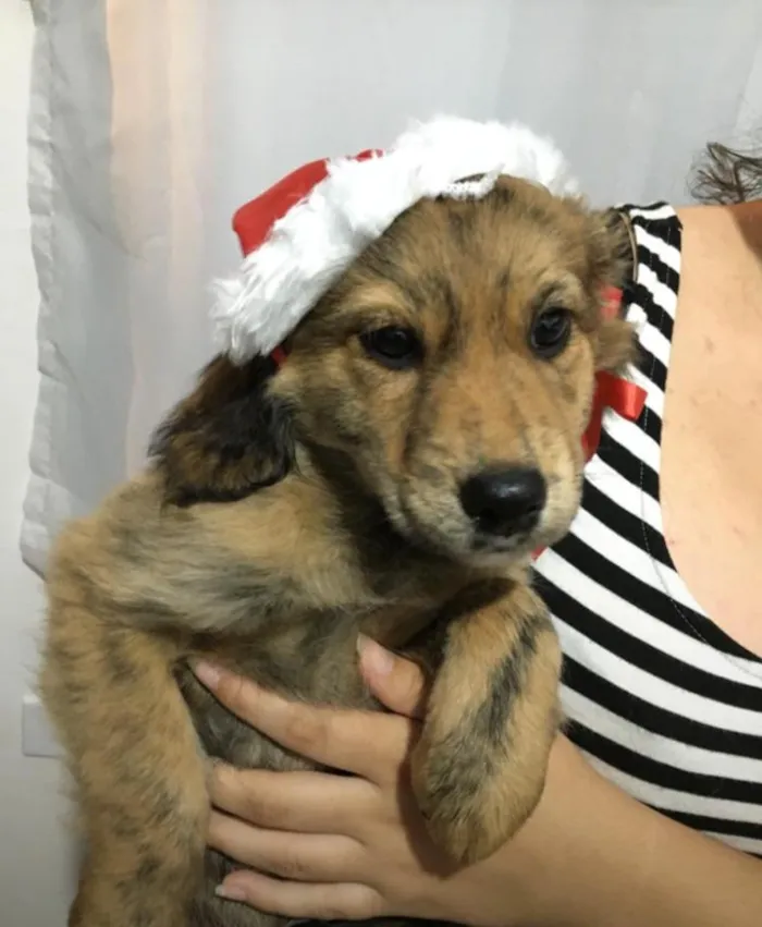 Cachorro ra a Misturado  idade 2 a 6 meses nome Não tem nome ainda!