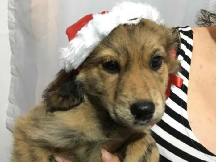 Cachorro ra a Misturado  idade 2 a 6 meses nome Não tem nome ainda!