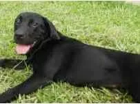 Cachorro raça Labrador idade 1 ano nome Max