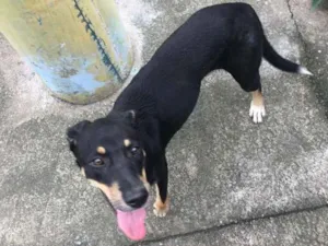 Cachorro raça Vira lata idade 2 a 6 meses nome Morgana