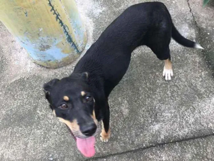 Cachorro ra a Vira lata idade 2 a 6 meses nome Morgana