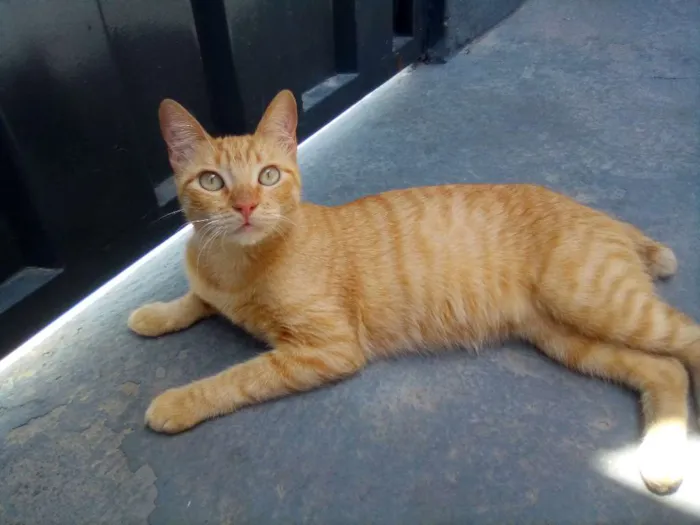 Gato ra a Viralata idade 3 anos nome Ninha