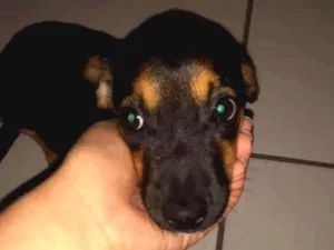 Cachorro raça Mestiço idade 2 a 6 meses nome Amendoim