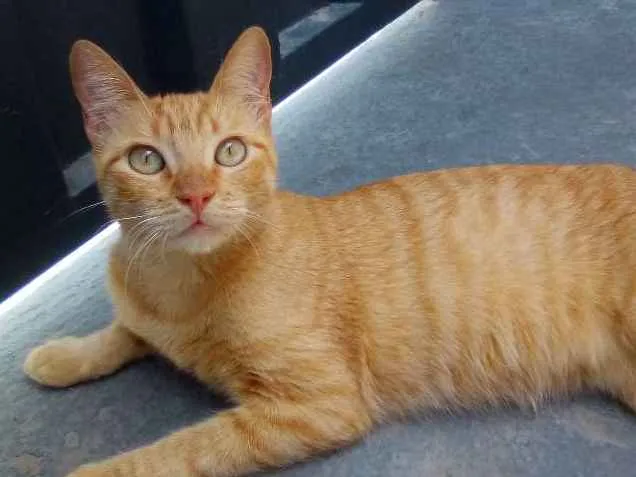 Gato ra a Viralata idade 3 anos nome Ninha