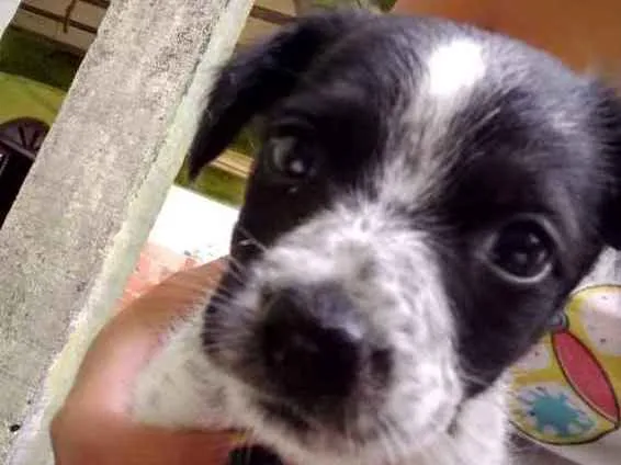 Cachorro ra a Bace com vira lata idade Abaixo de 2 meses nome Não pus