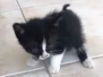 Gatinhos