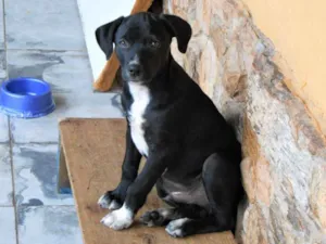 Cachorro raça SRD idade 2 a 6 meses nome Lord