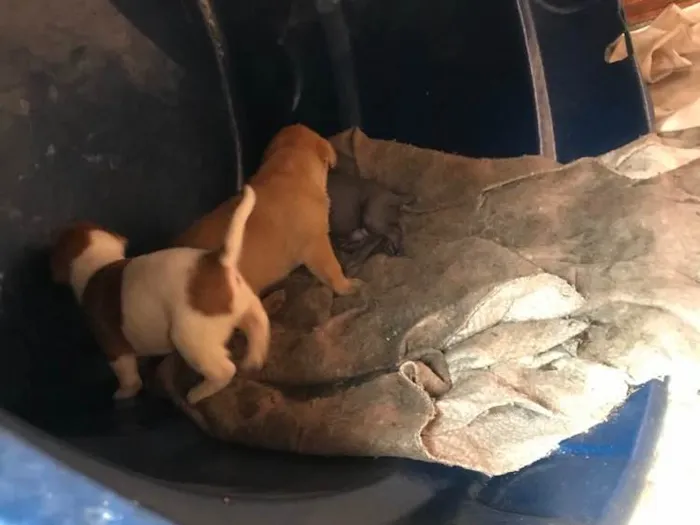 Cachorro ra a sem raça definida  idade  nome sem nome