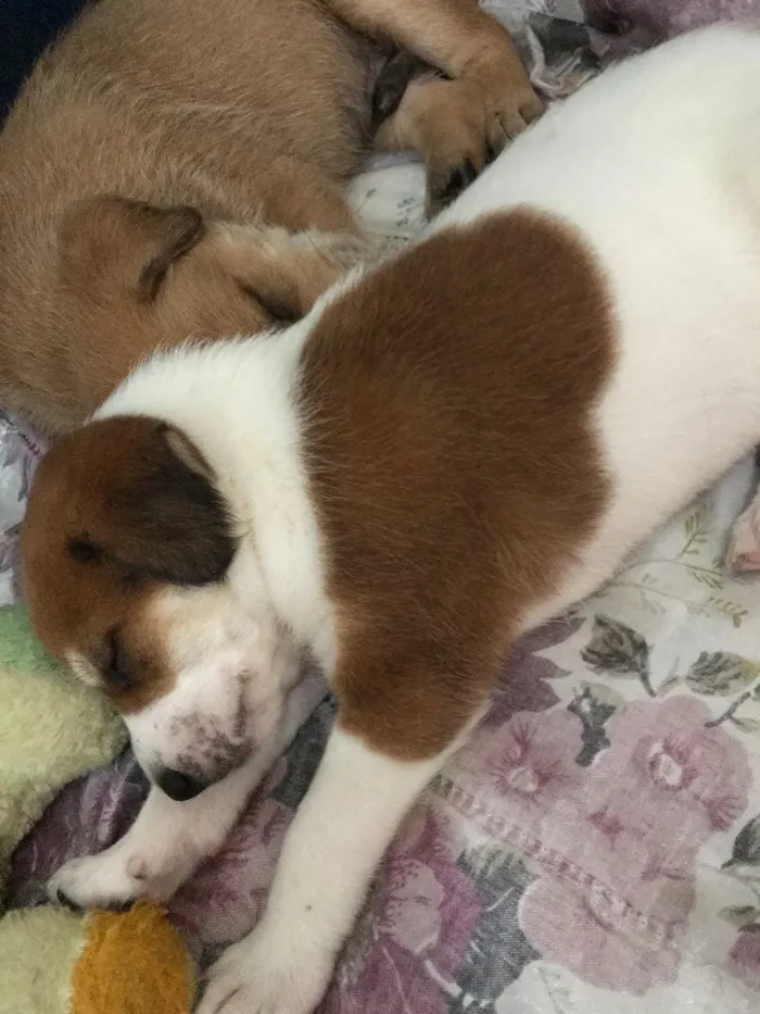 Cachorro ra a sem raça definida  idade  nome sem nome