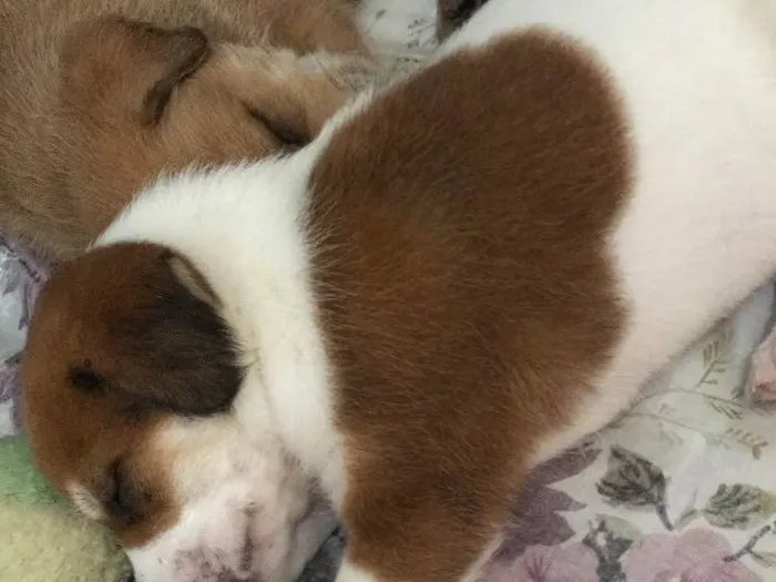 Cachorro ra a sem raça definida  idade  nome sem nome