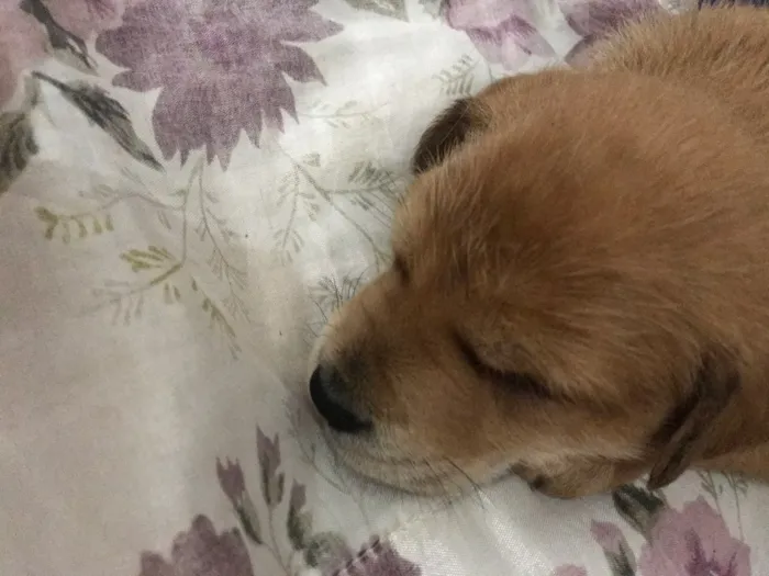 Cachorro ra a sem raça definida  idade  nome sem nome