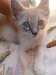 Nick