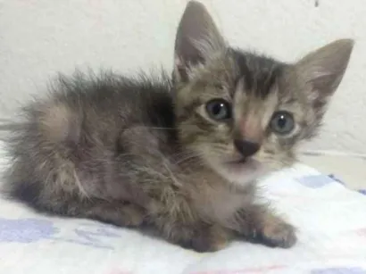 Gato raça Vira latas idade Abaixo de 2 meses nome Filhotinha