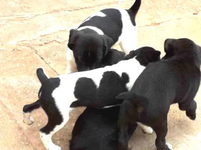 Cachorro raça Indefinida idade Abaixo de 2 meses nome Filhotes